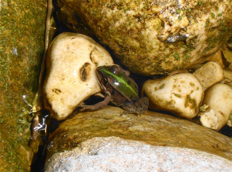 Pelophylax esculentus