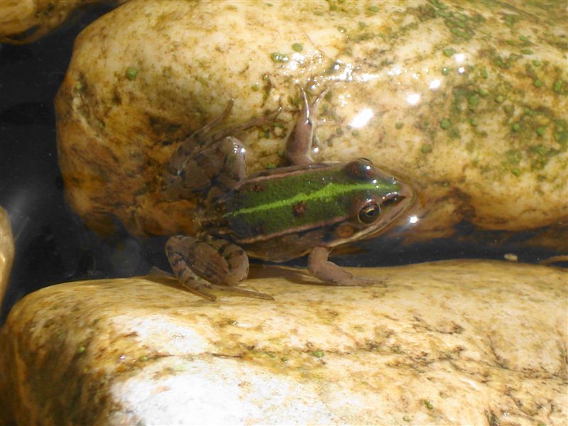 Pelophylax esculentus