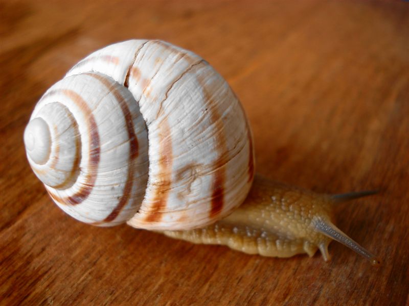 Helix (Helix) delpretiana Paulucci,1878