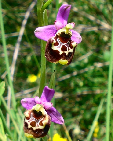 Ophrys apulica abruzzese