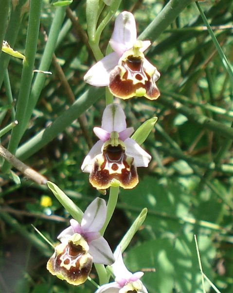 Ophrys apulica abruzzese