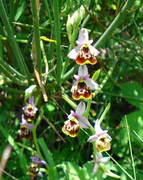 Ophrys apulica abruzzese