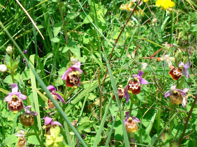 Ophrys apulica abruzzese