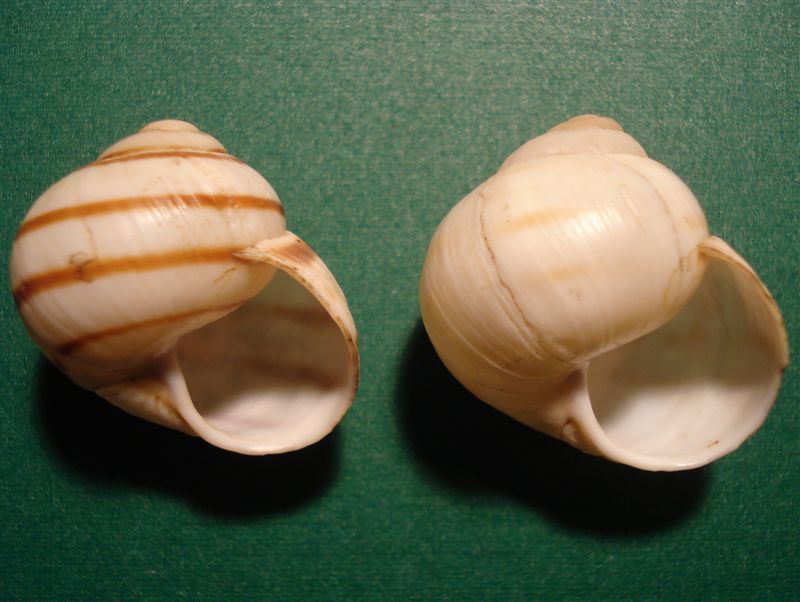 Helix (Helix) delpretiana Paulucci,1878