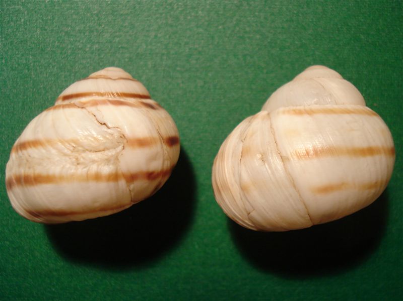 Helix (Helix) delpretiana Paulucci,1878