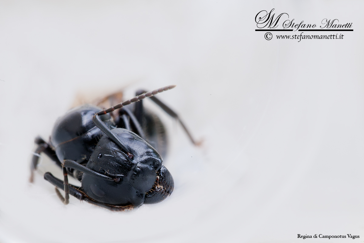 Camponotus Vagus