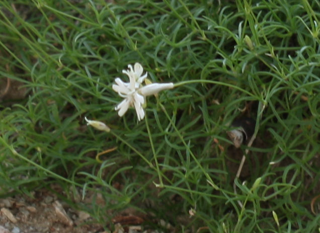 Silene multicaulis / Silene multicaule