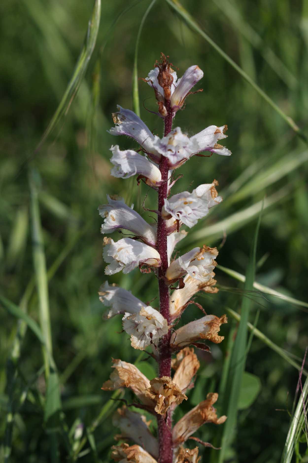 identificazione Orobanche?