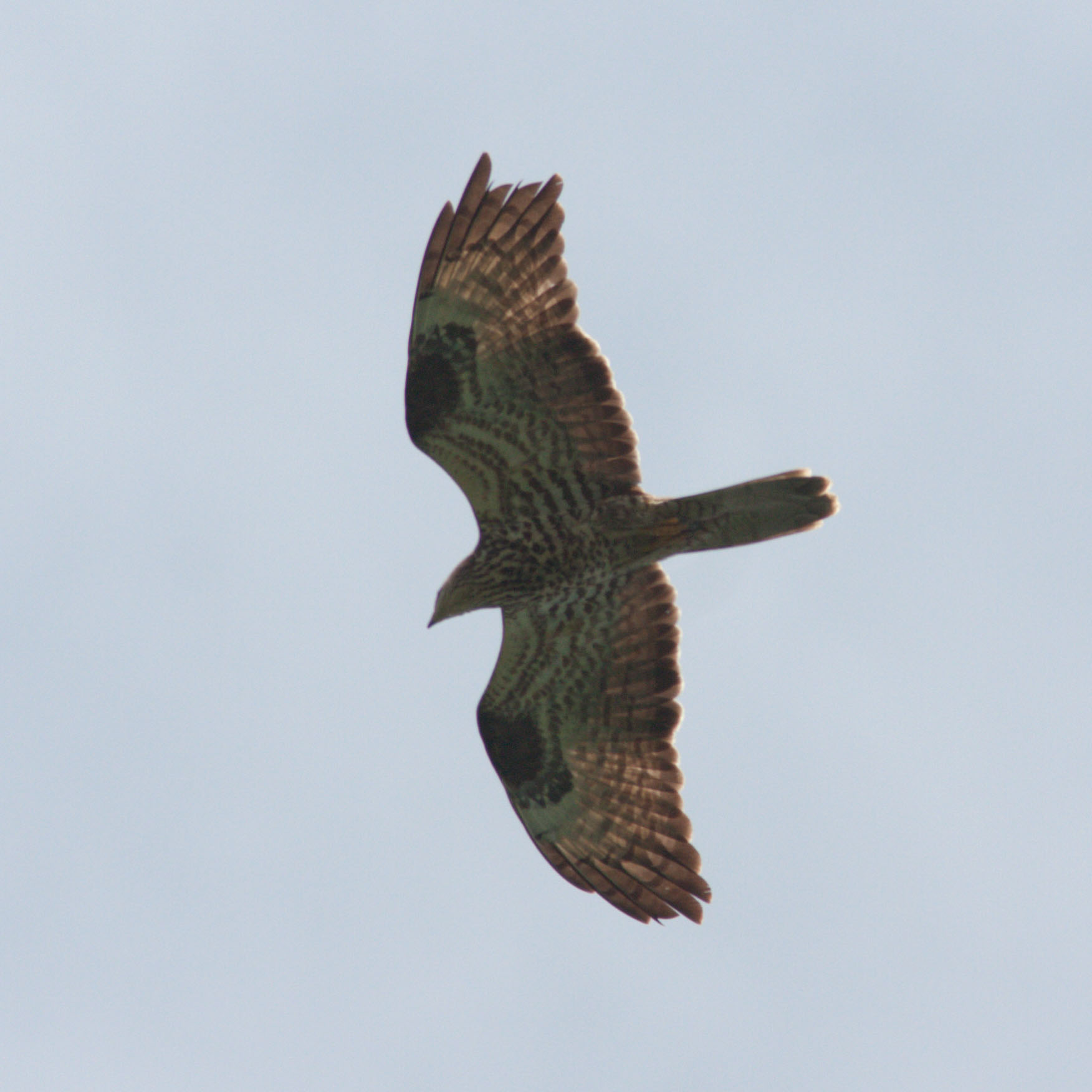 Identificazione rapace