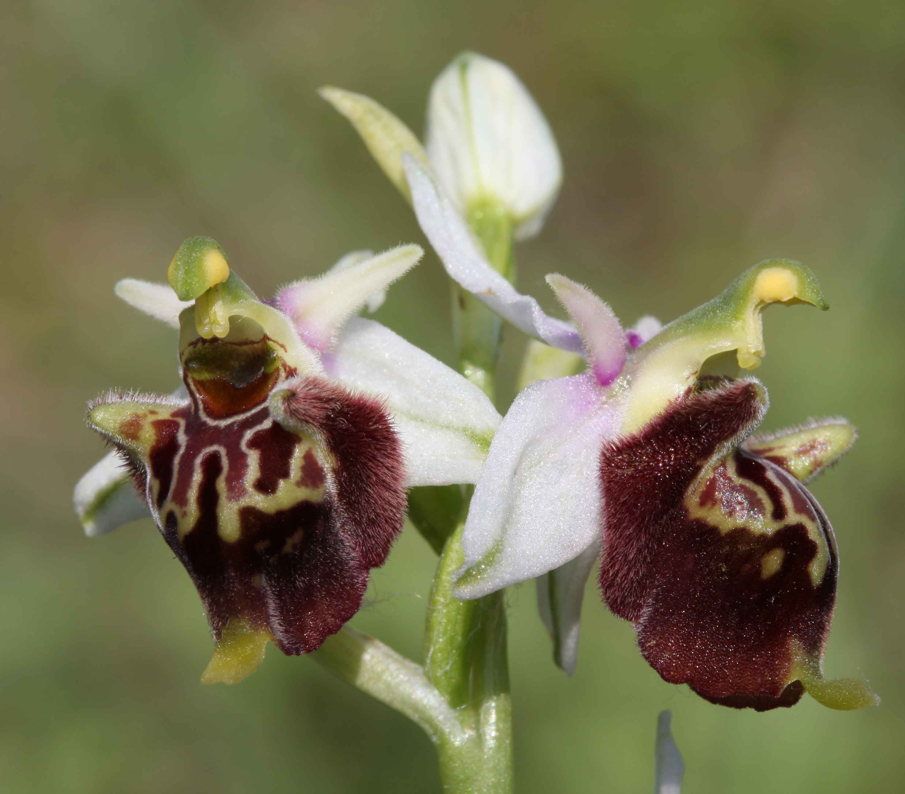 Ophrys holosericea?