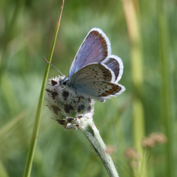 Identificazione farfalla Sibillini