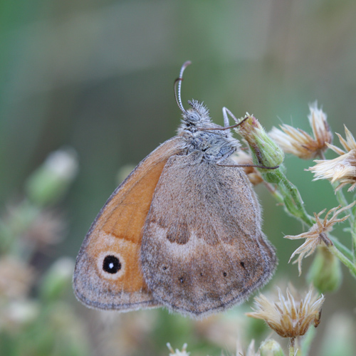 Coenonympha?