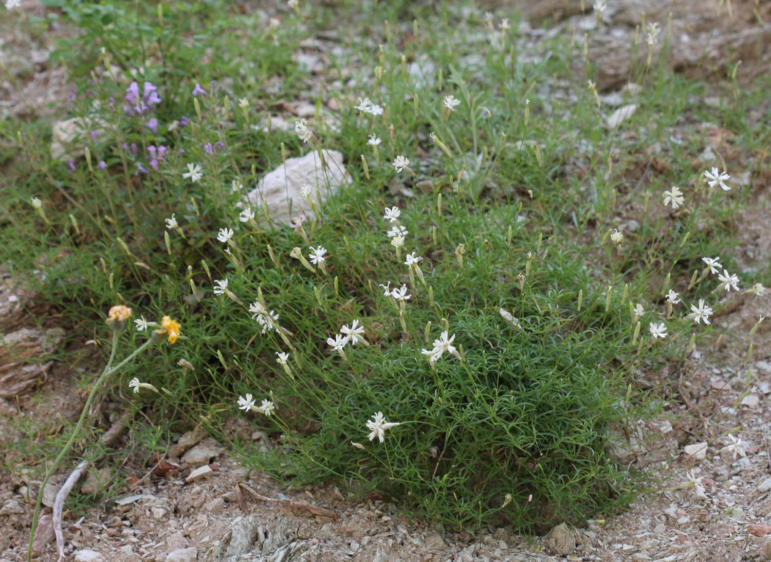 Silene multicaulis / Silene multicaule