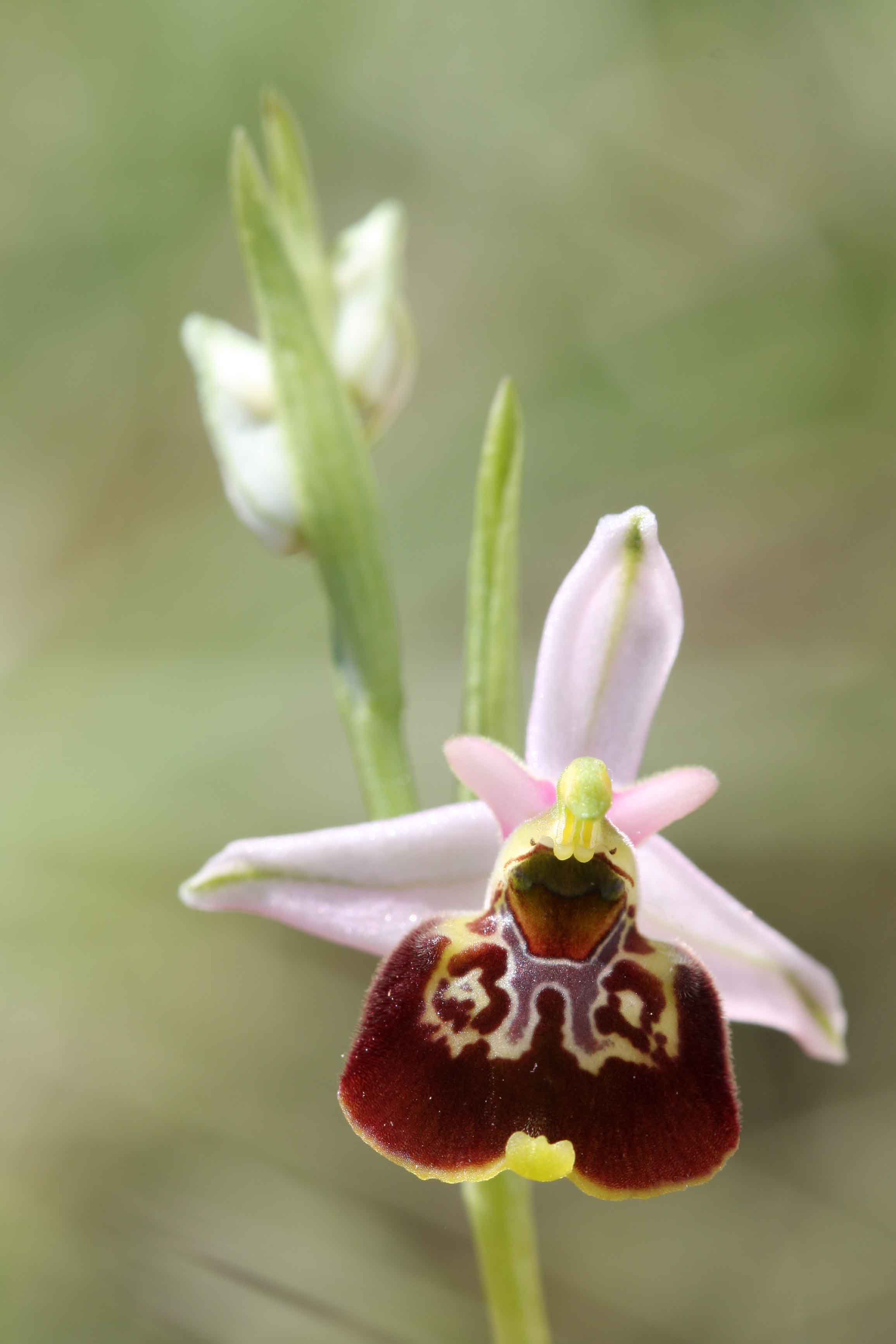 Ophrys holosericea?