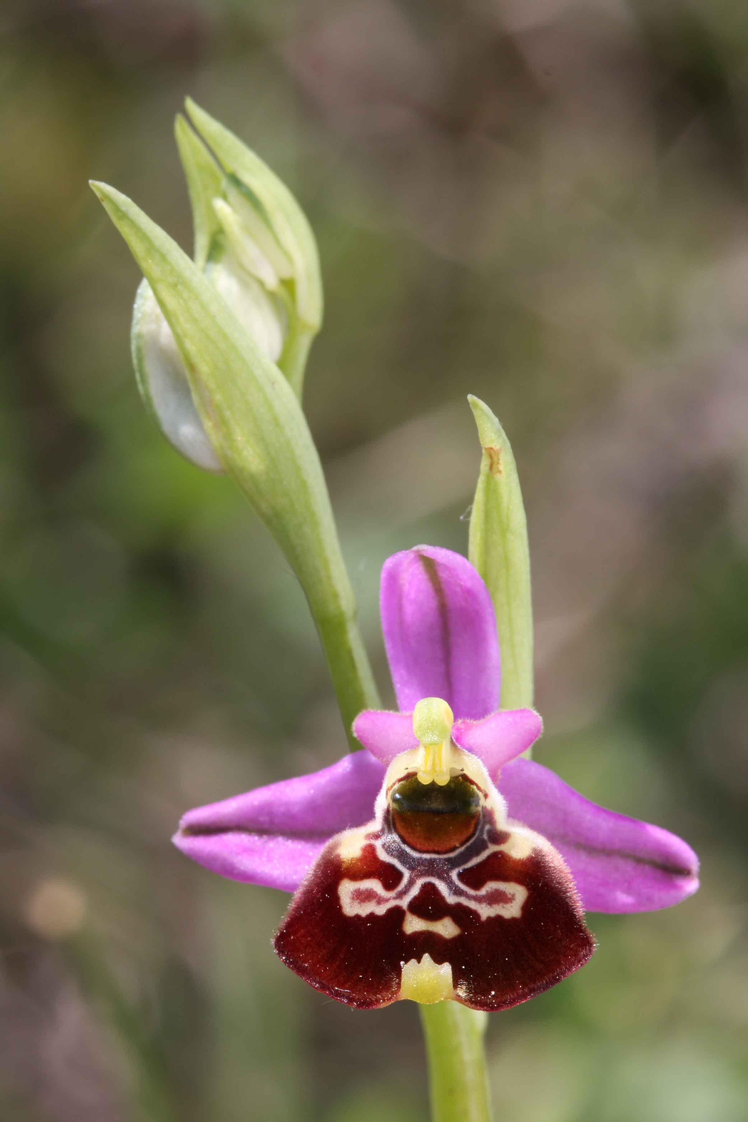 Ophrys holosericea?