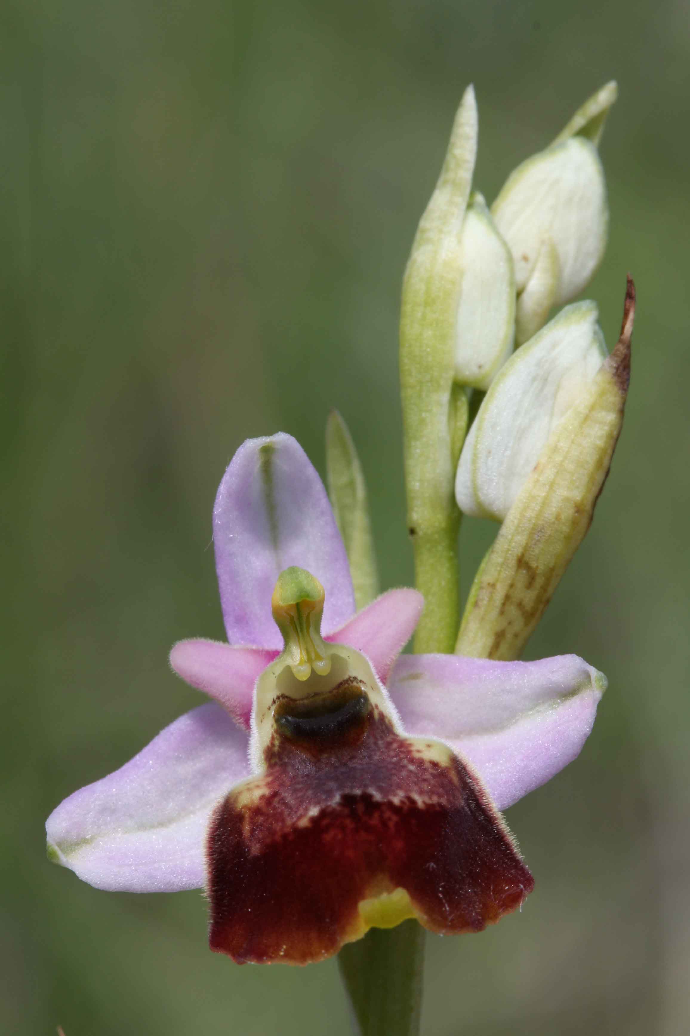 Ophrys holosericea?