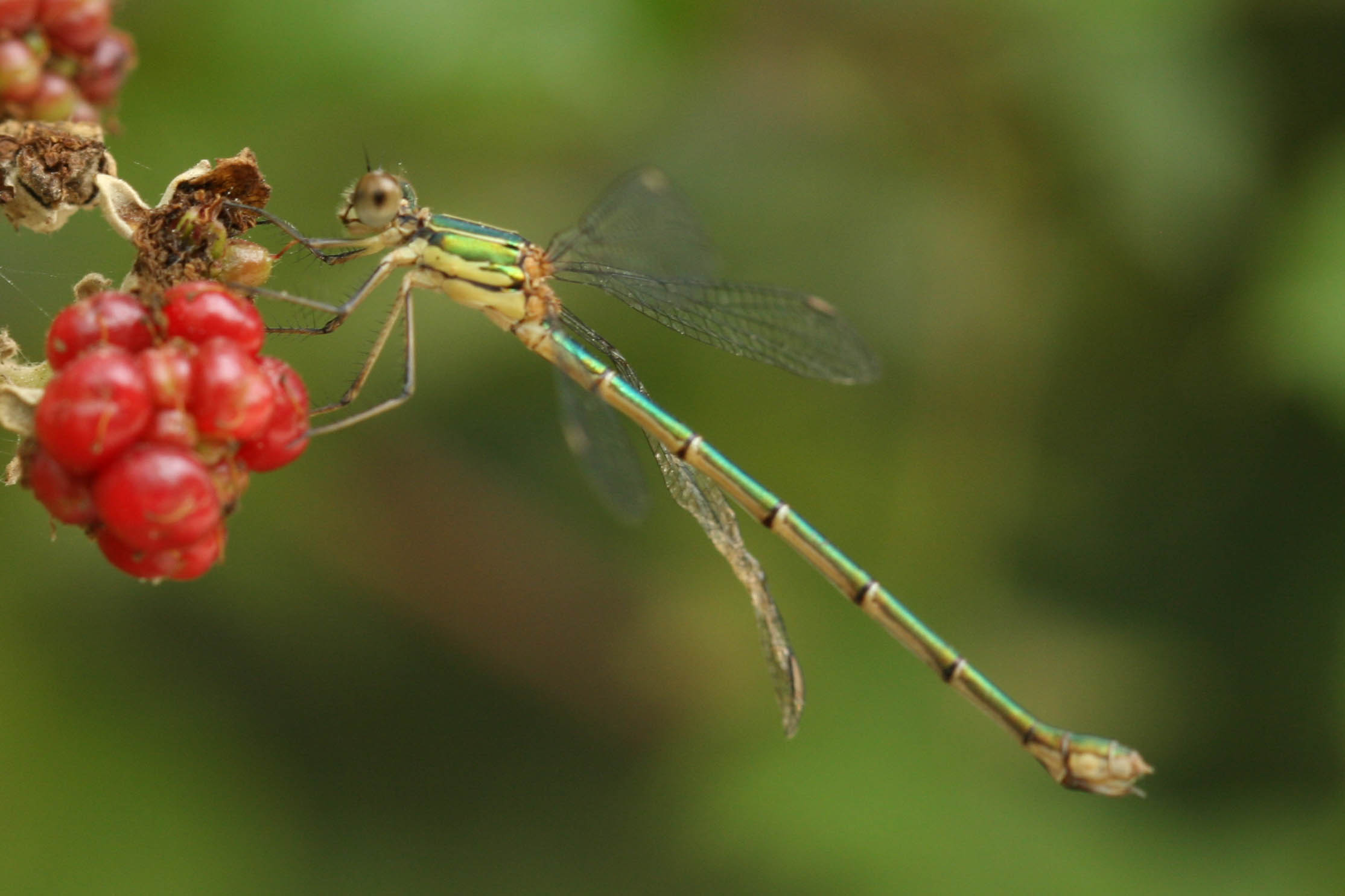 Chalcolestes viridis o parvidens