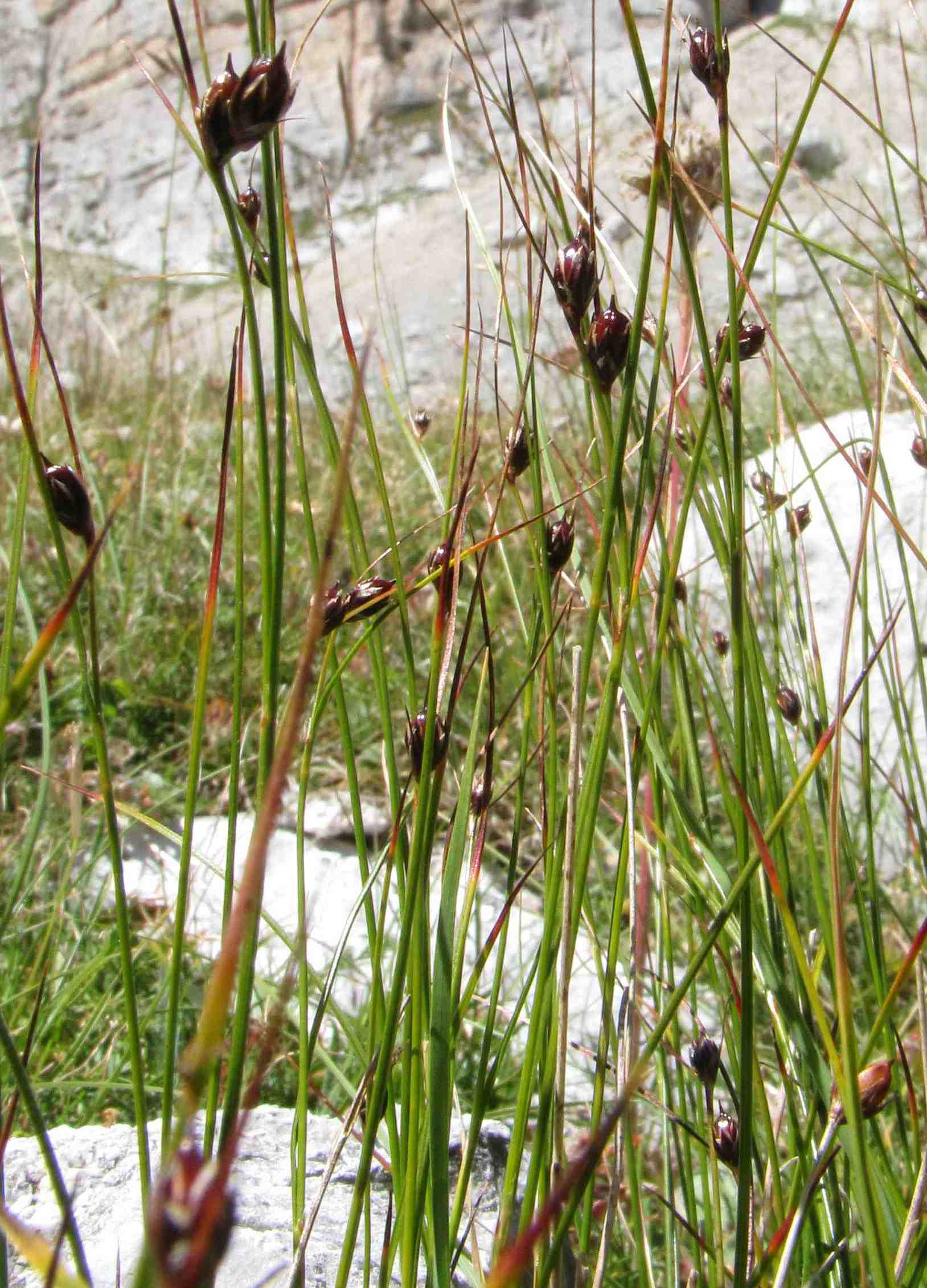 Oreojuncus monanthos (=Juncus trifidus ssp. monanthos)
