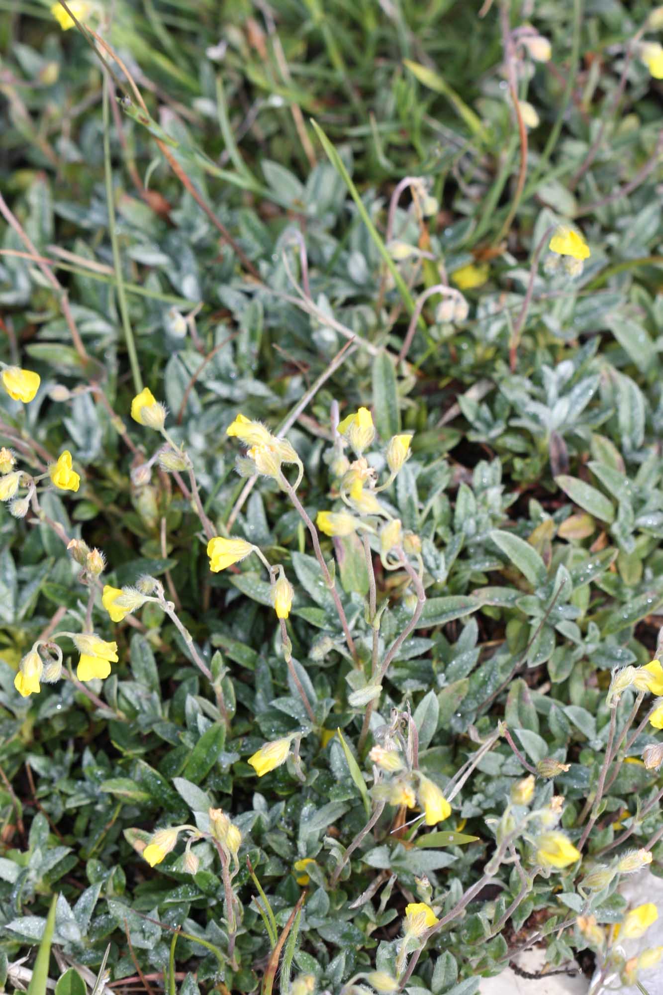 Aiuto2 - Helianthemum sp.