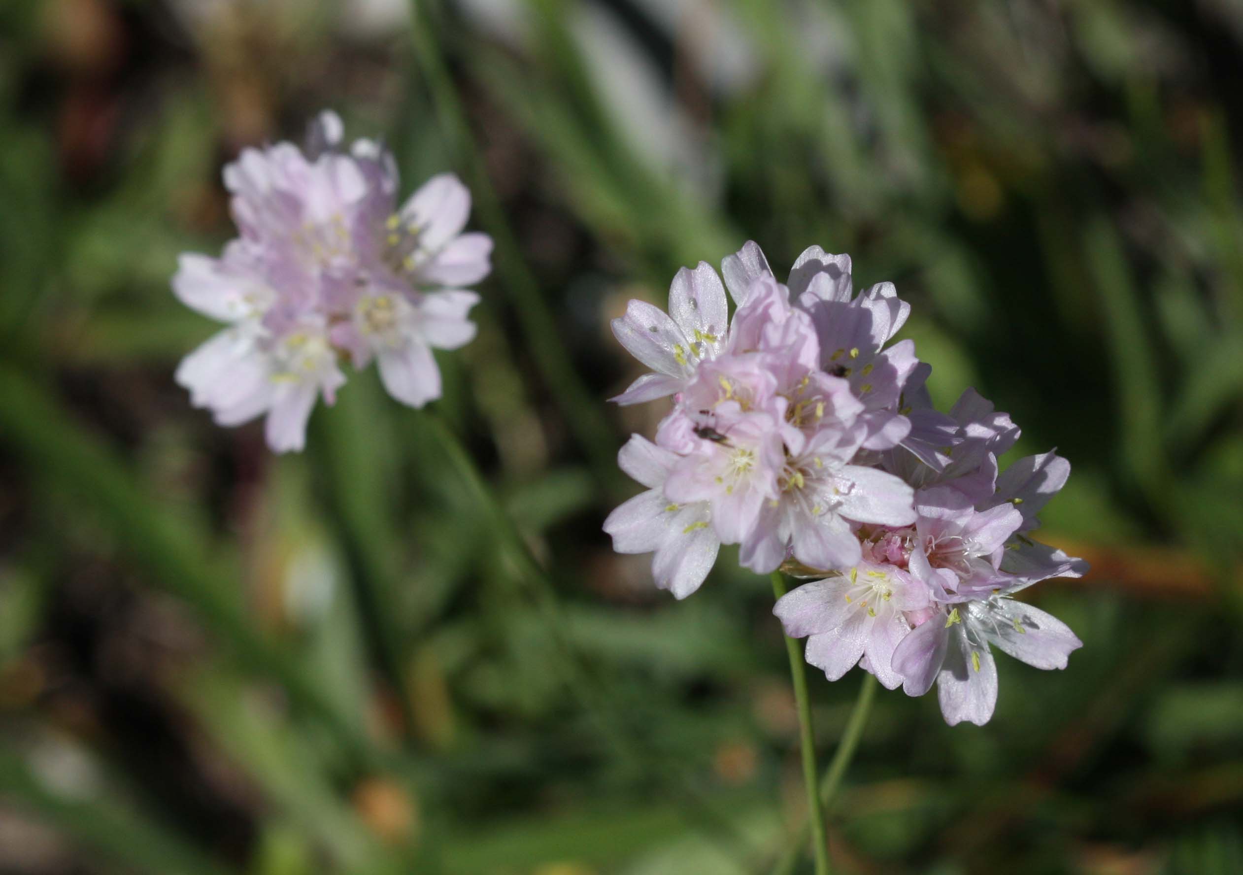 Aiuto determinazione - Armeria sp.