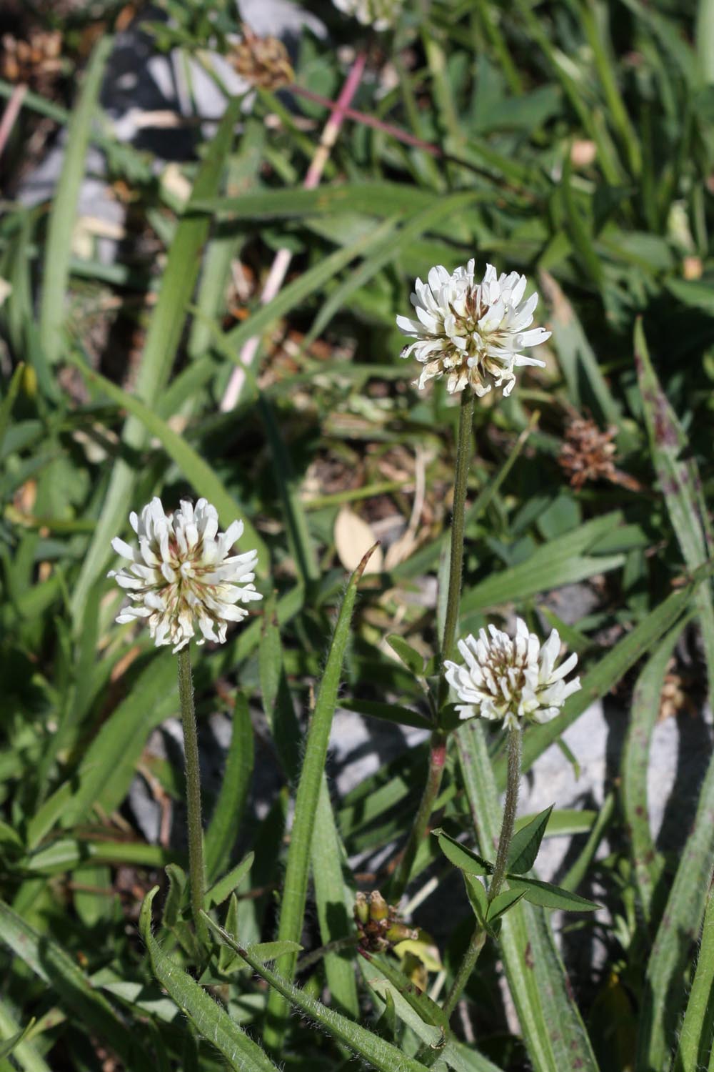 Trifolium noricum