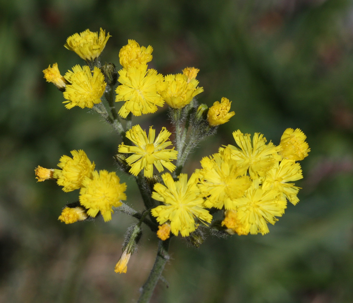 Chi ? - Pilosella sp.