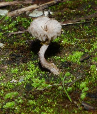 Funghi da identificare