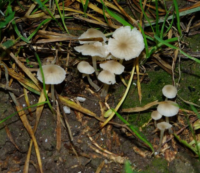 Funghi da identificare