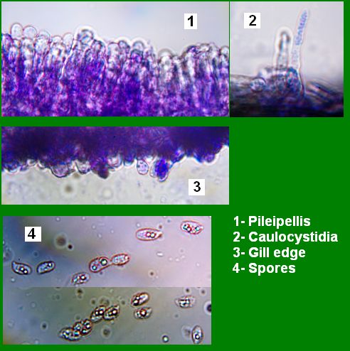 Funghi da identificare