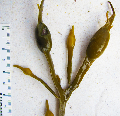 Fucus vesiculosus ?