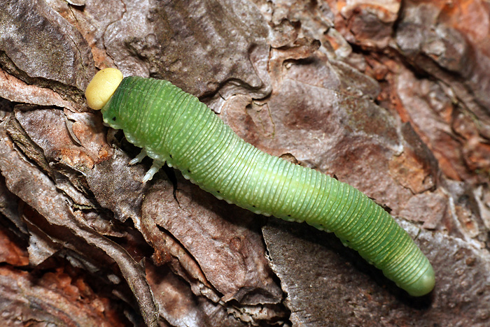 green sawfly larva