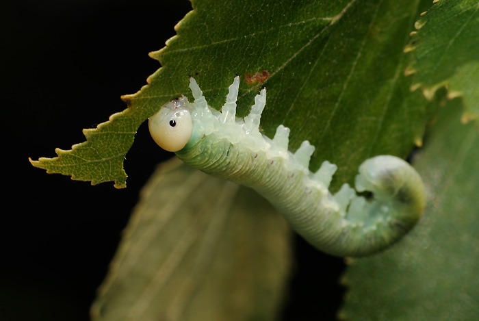 green sawfly larva