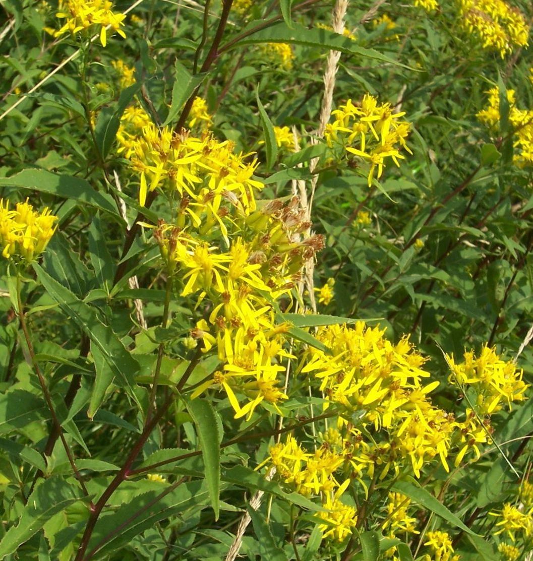 Graziosa fioritura gialla - Senecio cfr.nemorensis