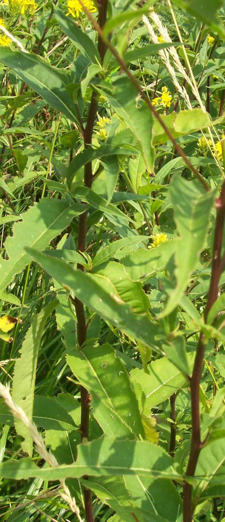 Graziosa fioritura gialla - Senecio cfr.nemorensis