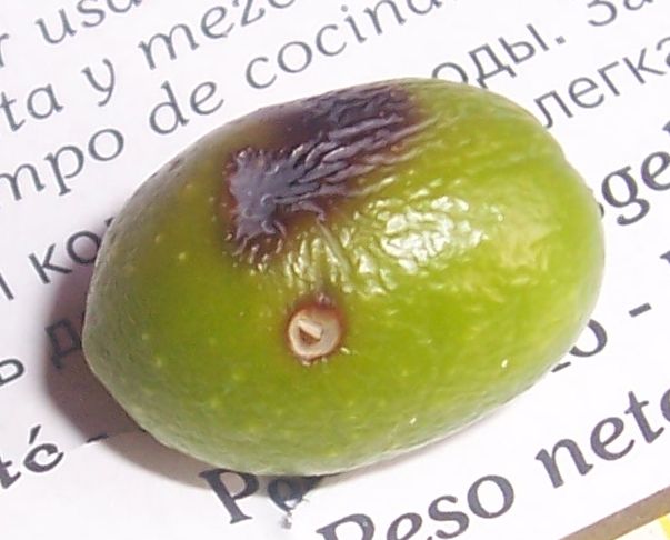 Larva di Mosca dell''Olivo