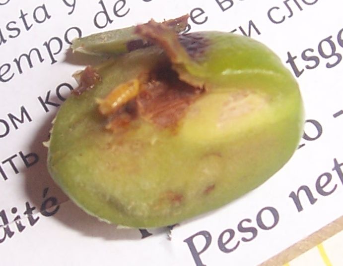 Larva di Mosca dell''Olivo