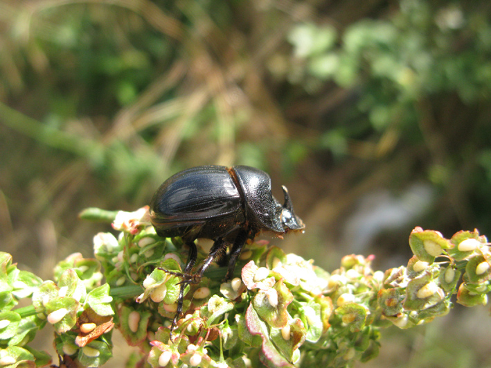 Copris hispanus con corno piccolo