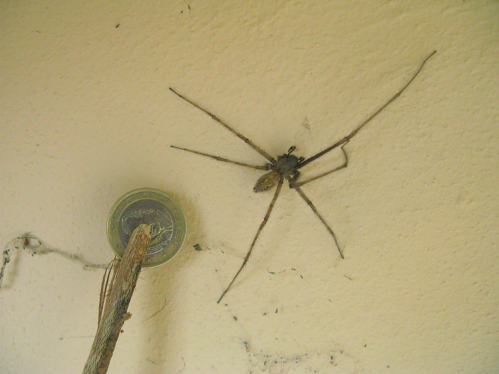 Tegenaria sp.