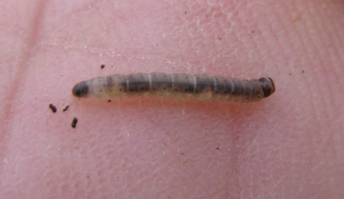 larva n 2