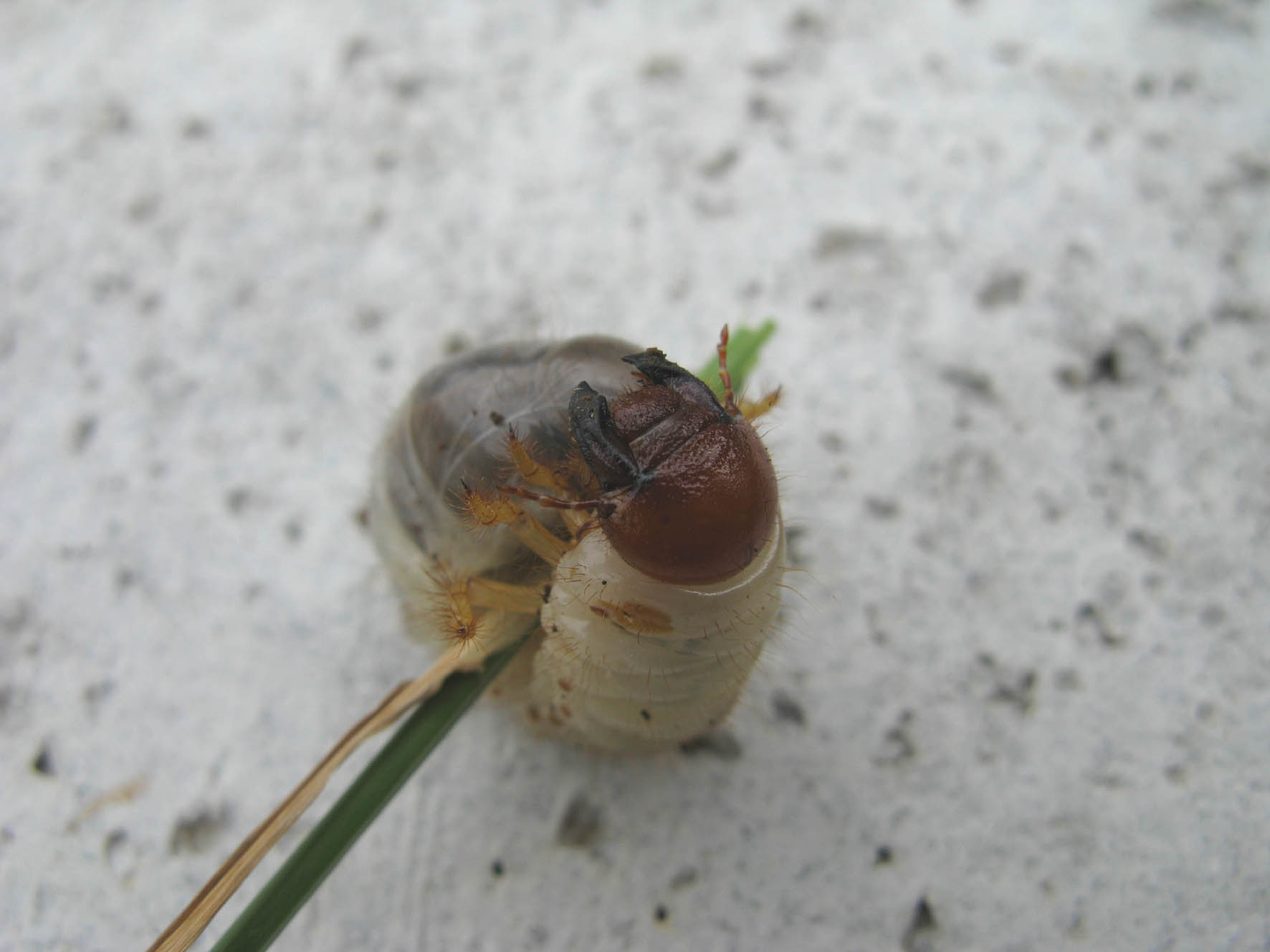 Larva di Oryctes nasicornis.