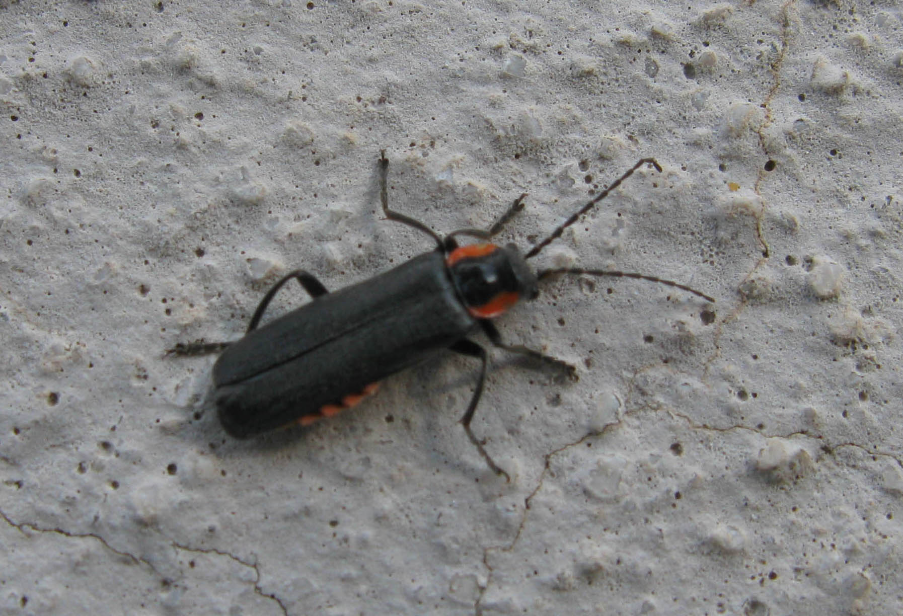 Cantharis sp.