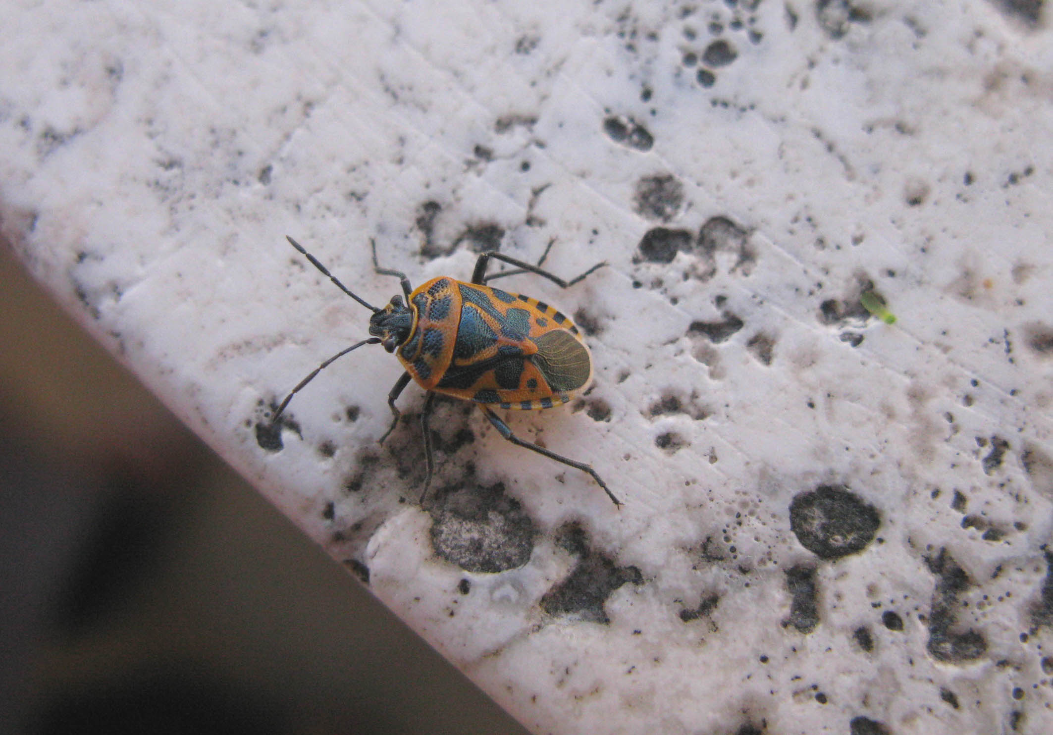 Pentatomidae: Eurydema ventralis del Lazio (RM)