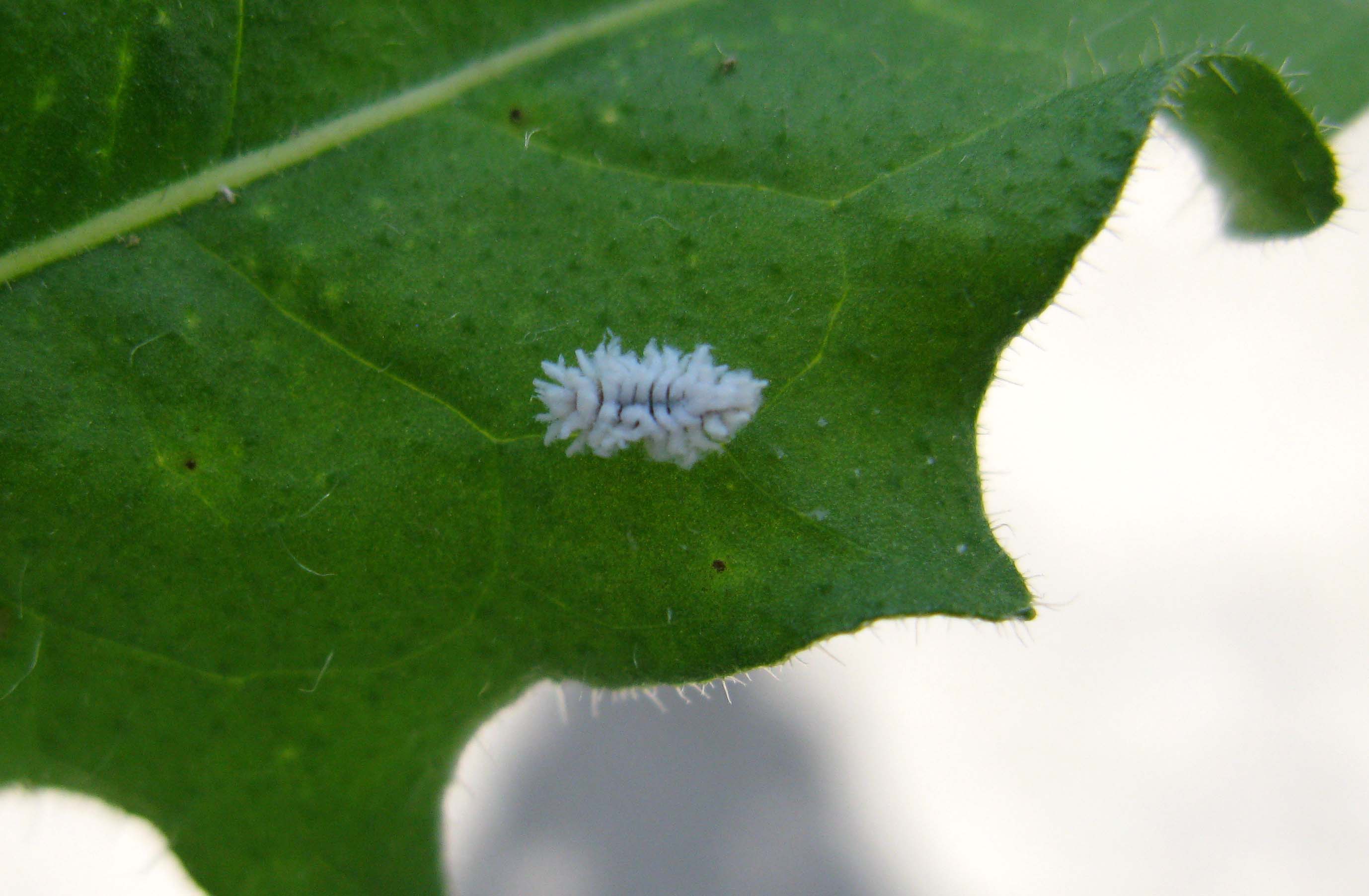 larva di Cryptolaemus montrouzieri (Coccinellidae)