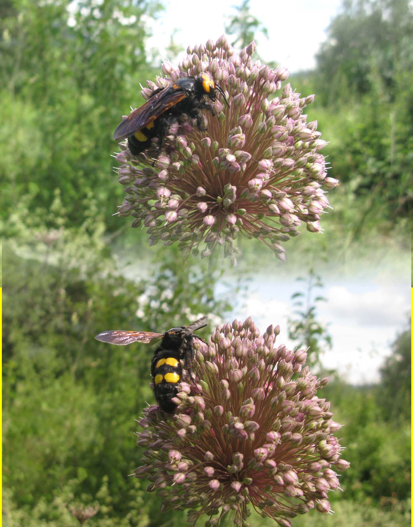 Megascolia maculata flavifrons femmina