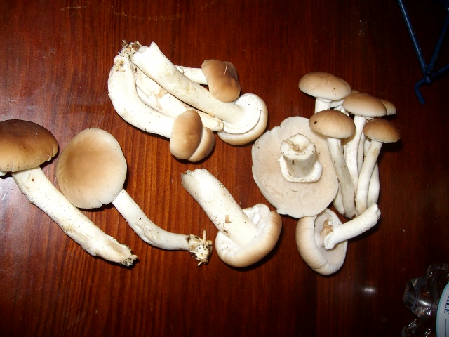 Determinazione funghi