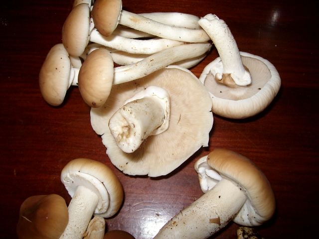 Determinazione funghi