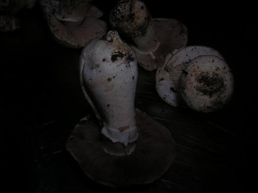 Agaricus campestris?