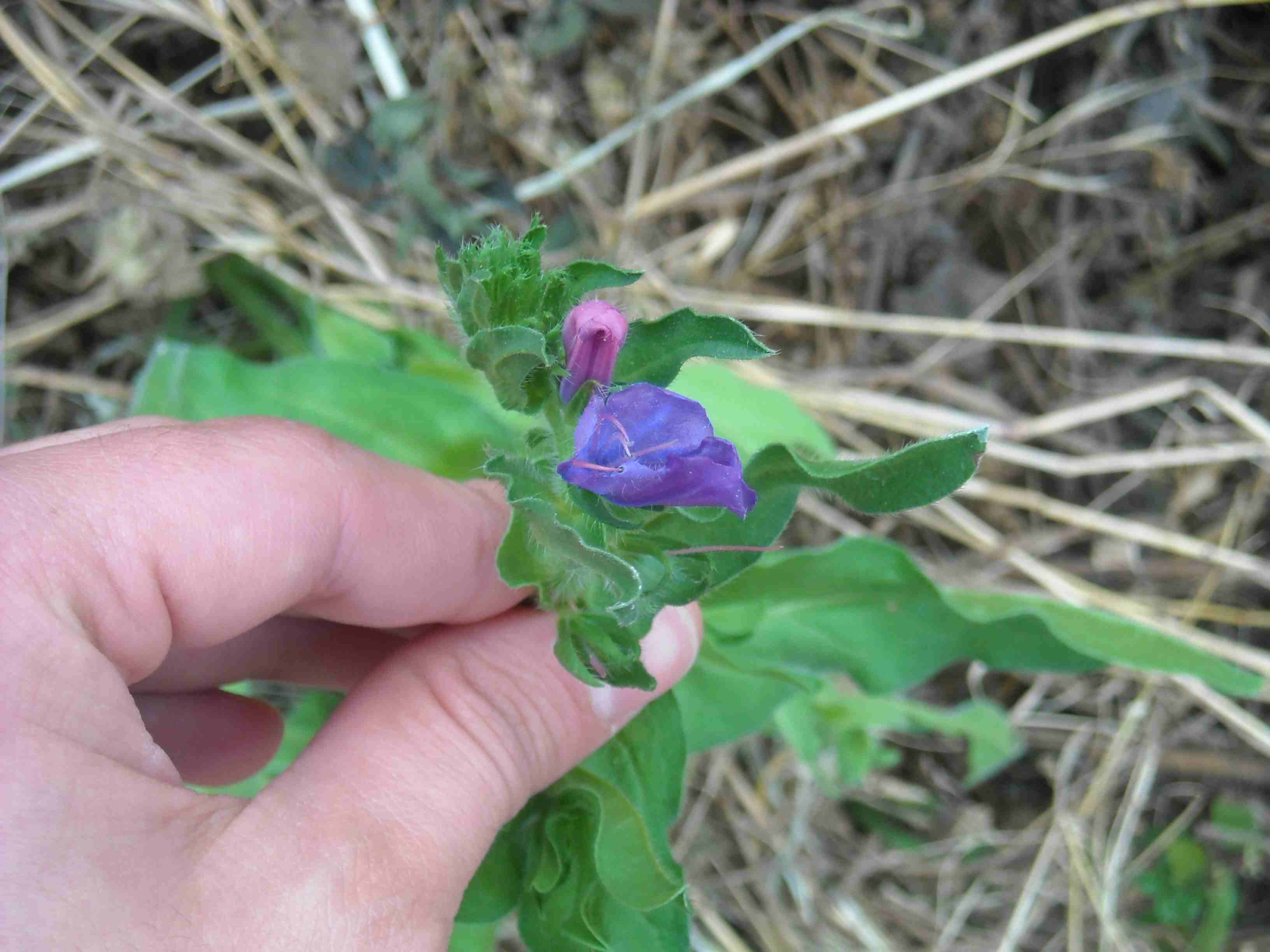 da determinare - Echium sp.