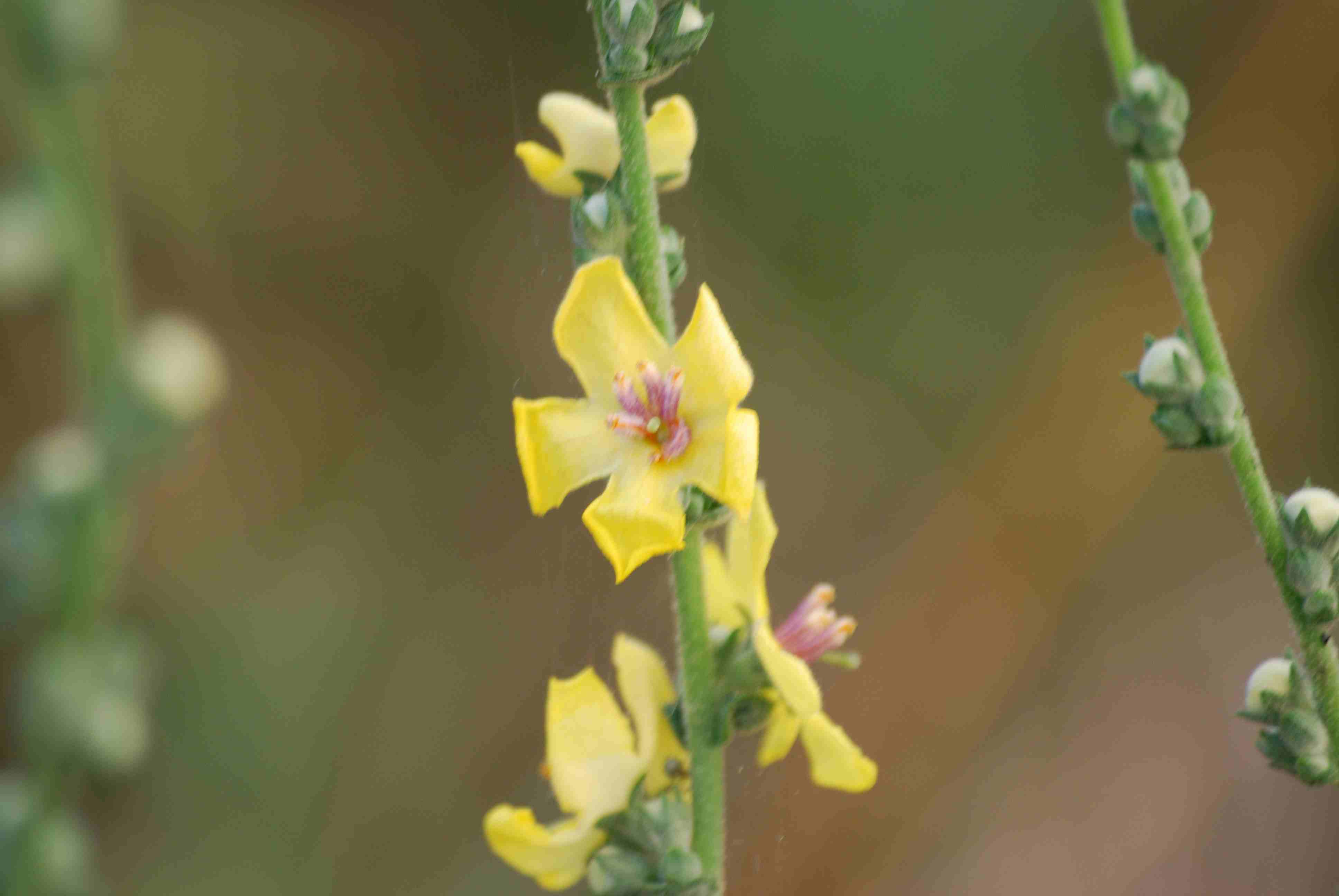 da determinare - Verbascum sp.