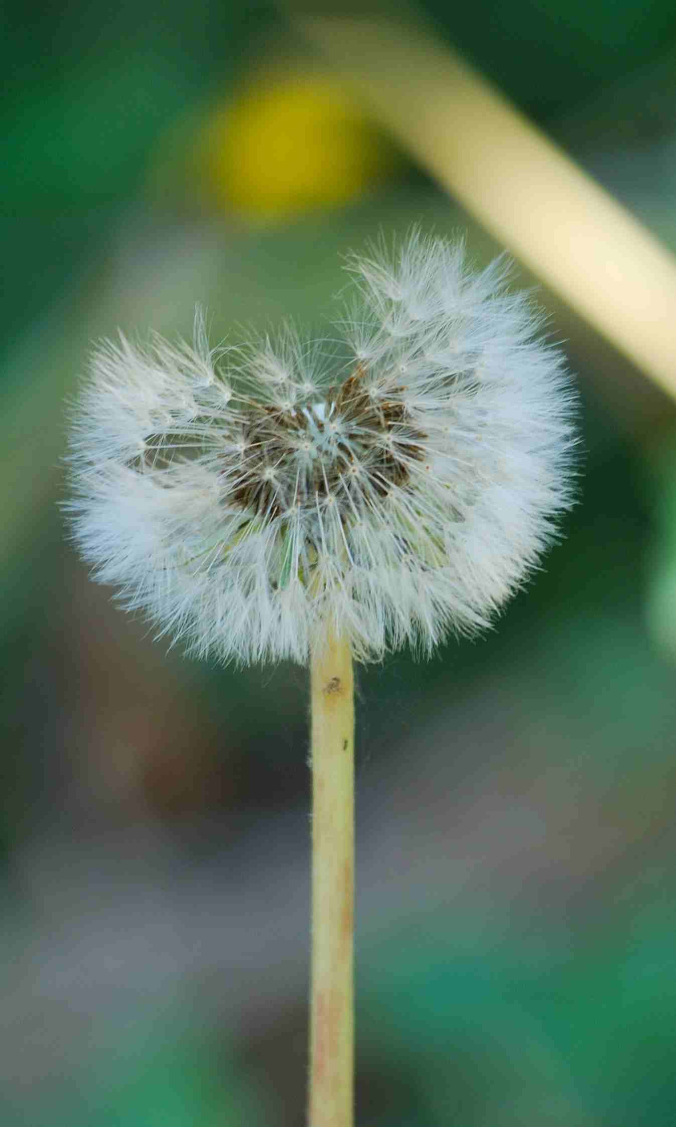 Taraxacum sp. (Asteraceae)